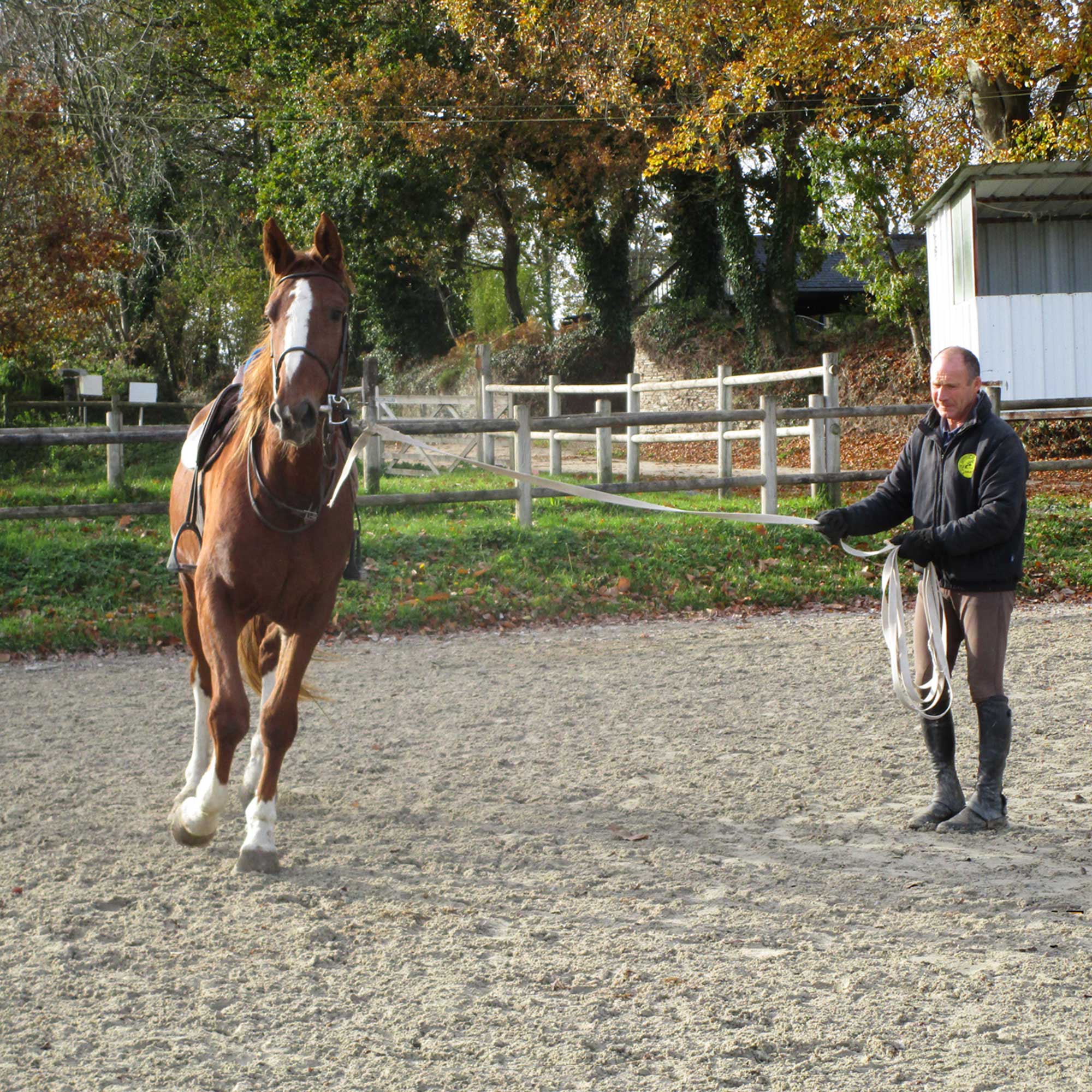 dressage jeune cheval kerellou